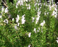 clinopodium georgianun narrow1.jpg